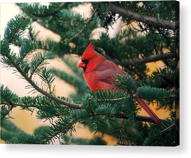 #faatoppicks Acrylic Print featuring the photograph Cardinal in Balsam by Sue Capuano