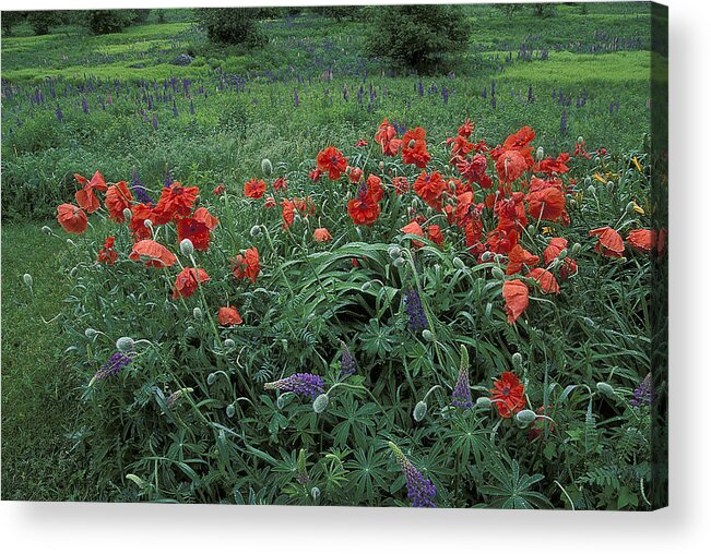 Poppies Acrylic Print featuring the photograph Cascading Poppies by Laura Tucker
