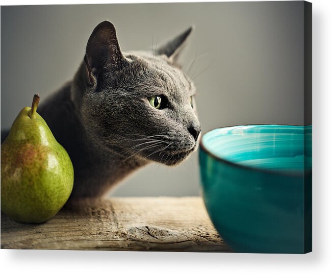 Cat Acrylic Print featuring the photograph Cat and Pears by Nailia Schwarz