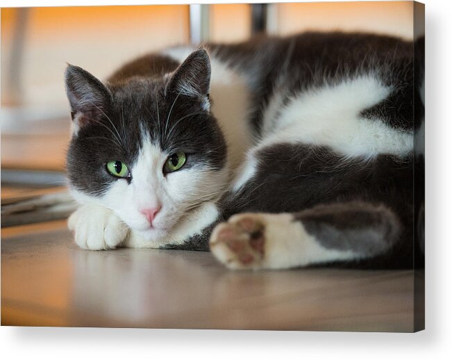 Cat Acrylic Print featuring the photograph Cat lying on the floor by Matthias Hauser