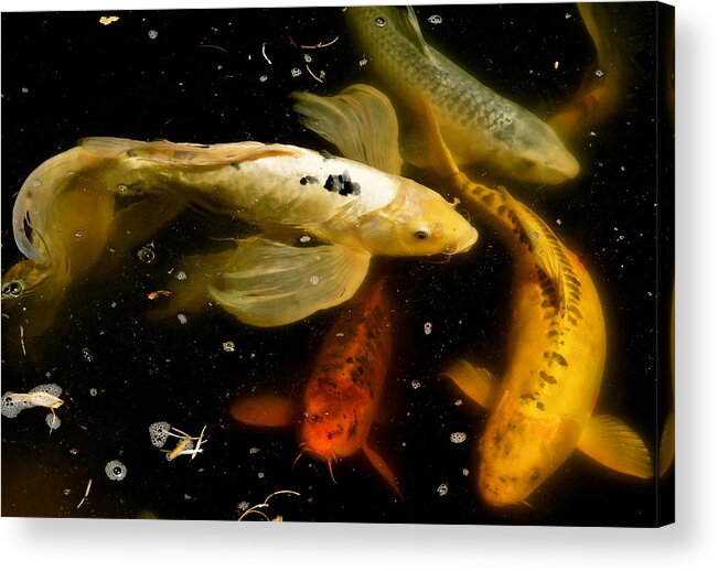 Koi Acrylic Print featuring the photograph Catch of the Day by Ira Shander