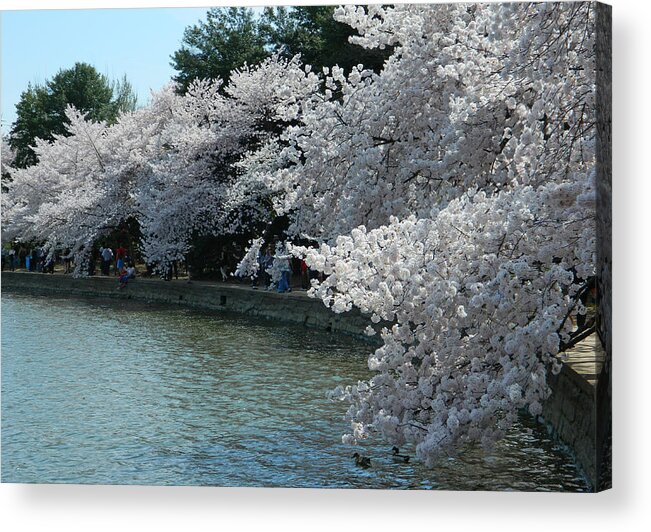 Cherry Blossoms Photographs Acrylic Print featuring the photograph Cherry Blossoms Along The Tidal Basin by Emmy Vickers