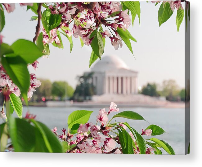 America Acrylic Print featuring the photograph Cherry Blossoms and the Jefferson Memorial by Mitchell R Grosky