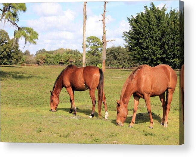 Horse Acrylic Print featuring the photograph Chestnut Horses by Rosalie Scanlon