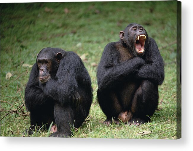 Feb0514 Acrylic Print featuring the photograph Chimpanzee Pair Interacting Gombe Stream by Gerry Ellis