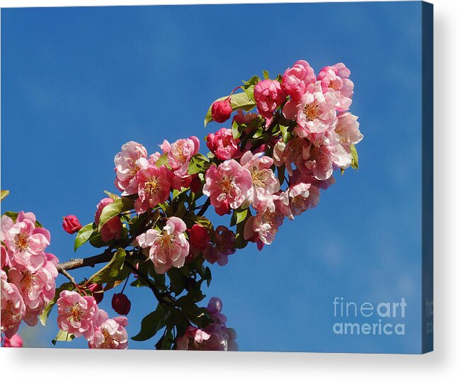 Nature Acrylic Print featuring the photograph Chinese Apple 2 by Rudi Prott