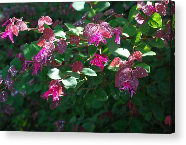 Purple Flowers Acrylic Print featuring the photograph Chinese Fringe Flower After Rain by Connie Fox