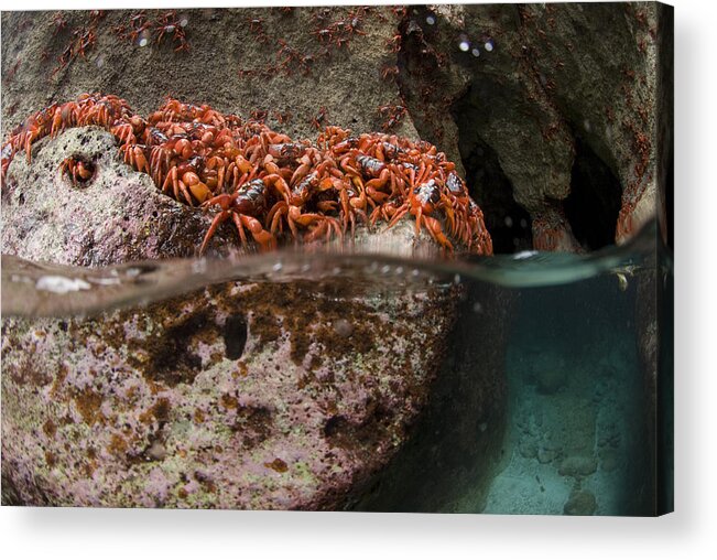 Flpa Acrylic Print featuring the photograph Christmas Island Red Crab Migation by Colin Marshall