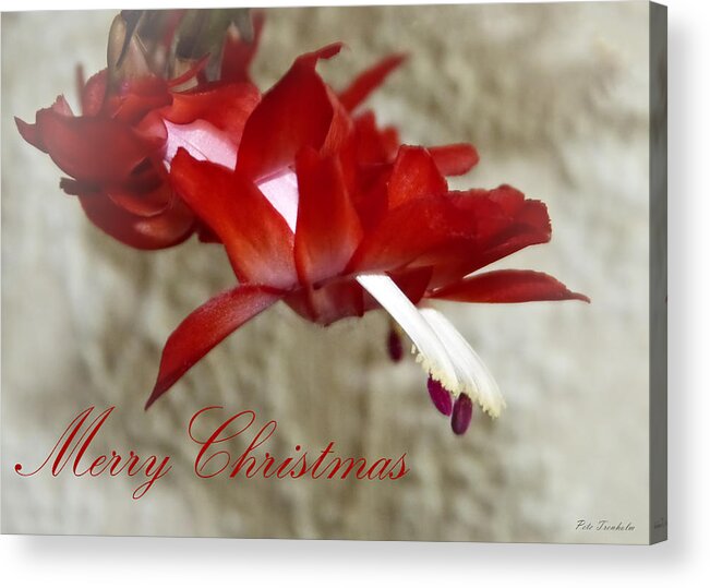 Christmas Acrylic Print featuring the photograph Christmas Red Beauty Card by Pete Trenholm