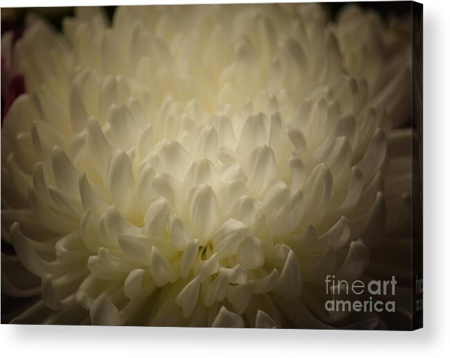 Chrysanthemum Glow Acrylic Print featuring the photograph Chrysanthemum Glow by Maria Urso