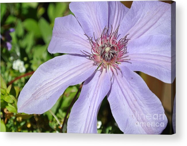  Acrylic Print featuring the photograph Clematis by Sharron Cuthbertson