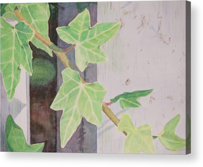 Ivy Acrylic Print featuring the painting Climbing Ivy by Christopher Reid
