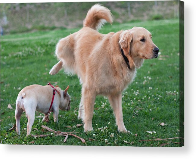 Dog Acrylic Print featuring the photograph Close Call by Lydia Koh