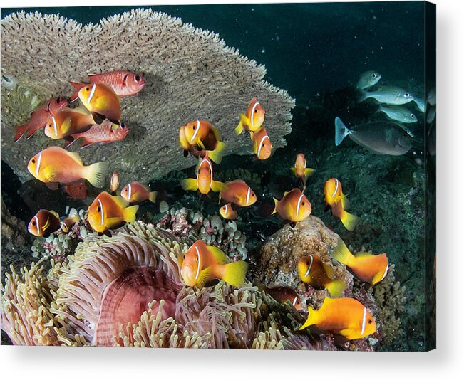 Underwater Acrylic Print featuring the photograph Clown Fish by By Wildestanimal