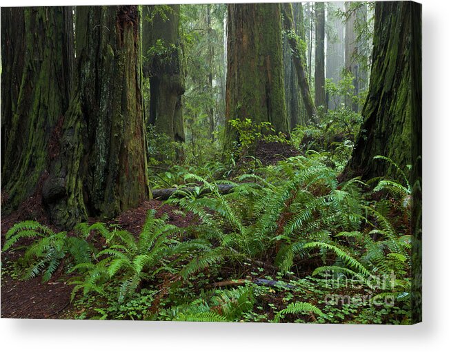00559270 Acrylic Print featuring the photograph Coast Redwoods And Ferns In Redwood by Yva Momatiuk and John Eastcott