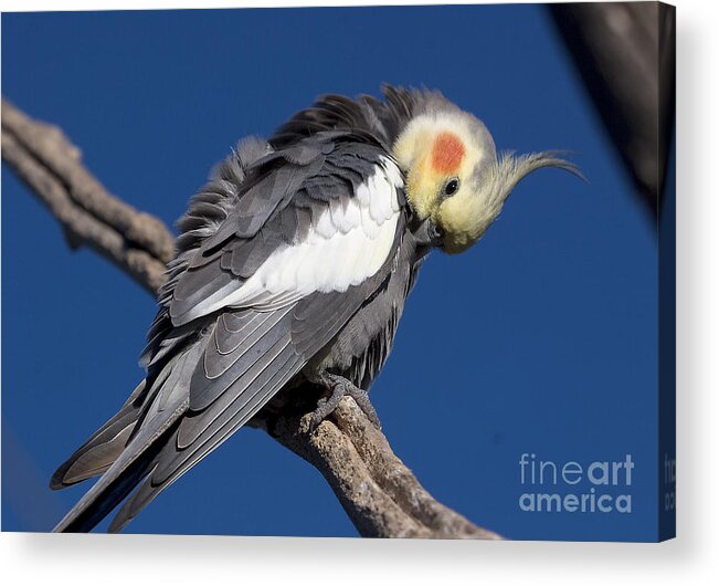 Nymphicus Hollandicus Acrylic Print featuring the photograph Cockatiel - Canberra - Australia by Steven Ralser