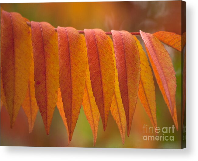 Heiko Acrylic Print featuring the photograph Colorful Sumac foliage in fall by Heiko Koehrer-Wagner