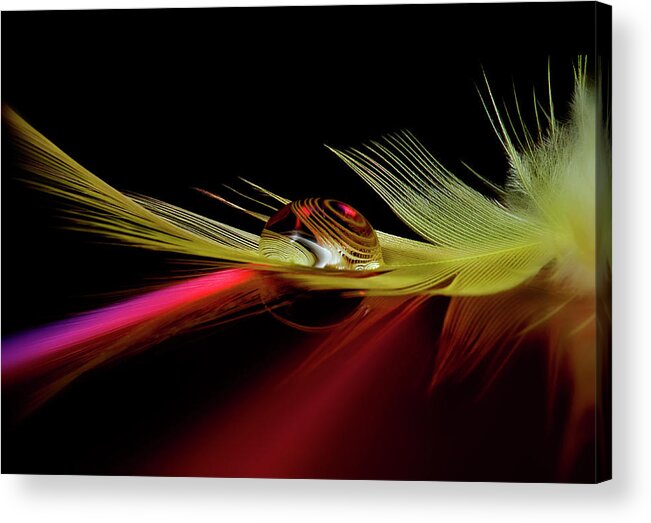 Drop Acrylic Print featuring the photograph Colors In The Drop by Aida Ianeva