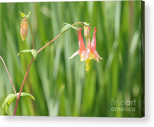 Columbine With Flower And Buds Acrylic Print featuring the photograph Columbine With Flower and Buds by Robert E Alter Reflections of Infinity