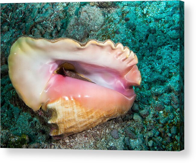 Belize Acrylic Print featuring the photograph Conch by Jean Noren