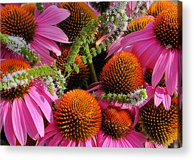 Cone Flowers Acrylic Print featuring the photograph Cone Flowers and Mint by Jeanne May