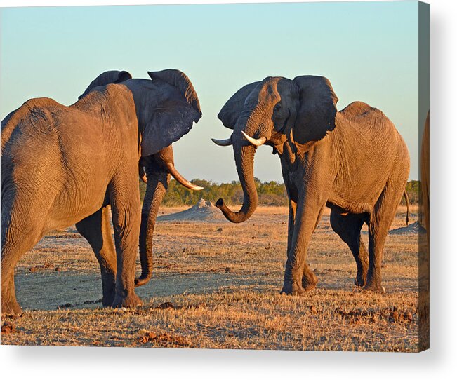 Elephants Acrylic Print featuring the photograph Confrontation by Allan McConnell