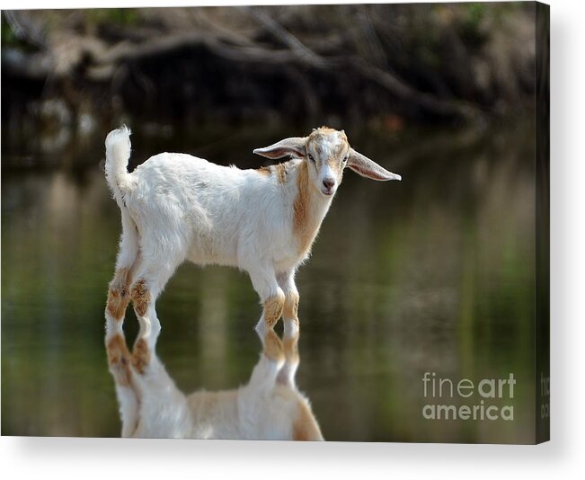 Goat Acrylic Print featuring the photograph Cooling Down In A Pond by Kathy Baccari