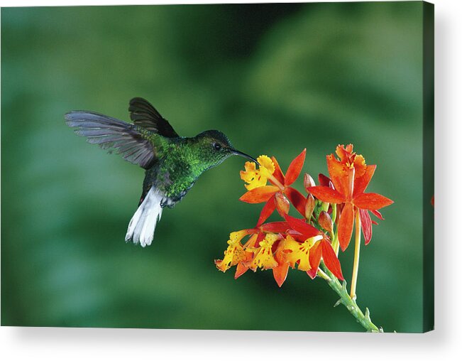 00511170 Acrylic Print featuring the photograph Coppery-headed Emerald Elvira by Michael and Patricia Fogden