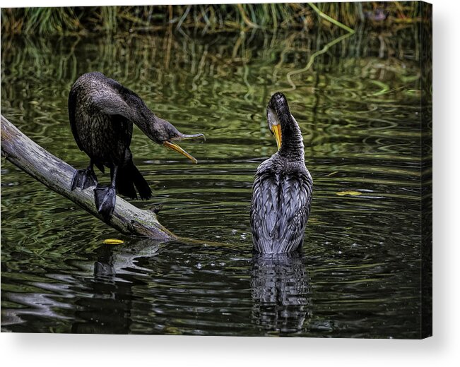 Birds Acrylic Print featuring the photograph Cormorant Squabble by Donald Brown