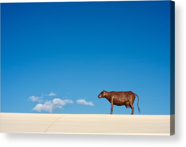 Clouds Acrylic Print featuring the photograph Cow On A Hot Tin Roof by Mary Lee Dereske