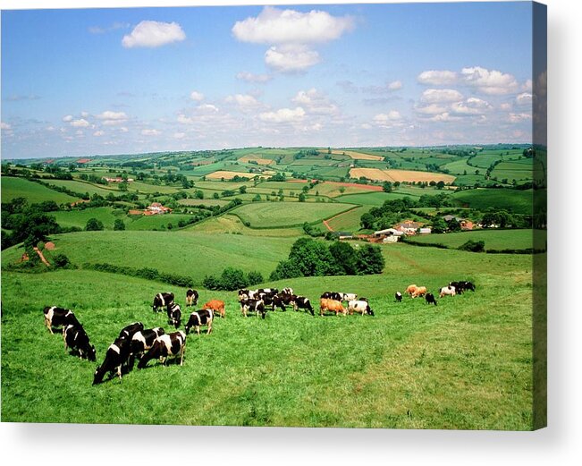 Cows Acrylic Print featuring the photograph Cows Grazing In A Field by Tony Craddock/science Photo Library