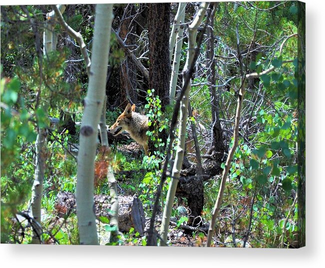 Coyote Acrylic Print featuring the photograph Coyote in Estes Park by Robert Habermehl