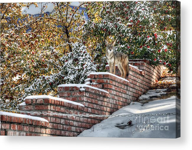 Coyote Acrylic Print featuring the photograph Coyote On Guard by Eddie Yerkish