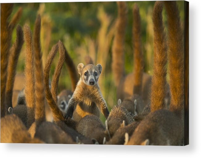 Kevin Schafer Acrylic Print featuring the photograph Cozumel Island Coati Cozumel Island by Kevin Schafer