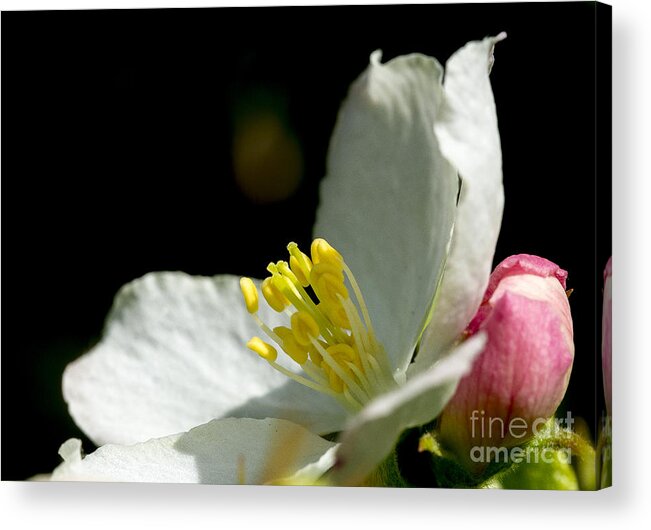 Arboretum Acrylic Print featuring the photograph Crabapple white by Steven Ralser