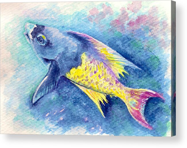 Fish Paintings Acrylic Print featuring the painting Creole Wrasse by Ashley Kujan