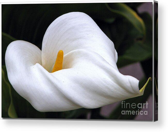 Spring Acrylic Print featuring the photograph Crisp Linen by Chris Anderson