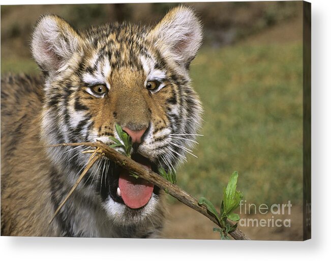 Siberian Tiger Acrylic Print featuring the photograph Crosseyed Siberian Tiger Cub Endangered Species Wildlife Rescue by Dave Welling