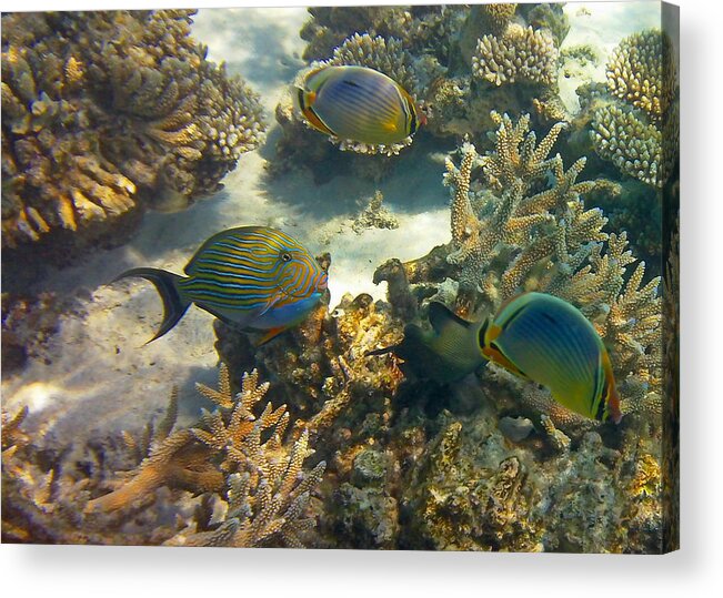 Tropical Fish Acrylic Print featuring the photograph Cruisin by Corinne Rhode