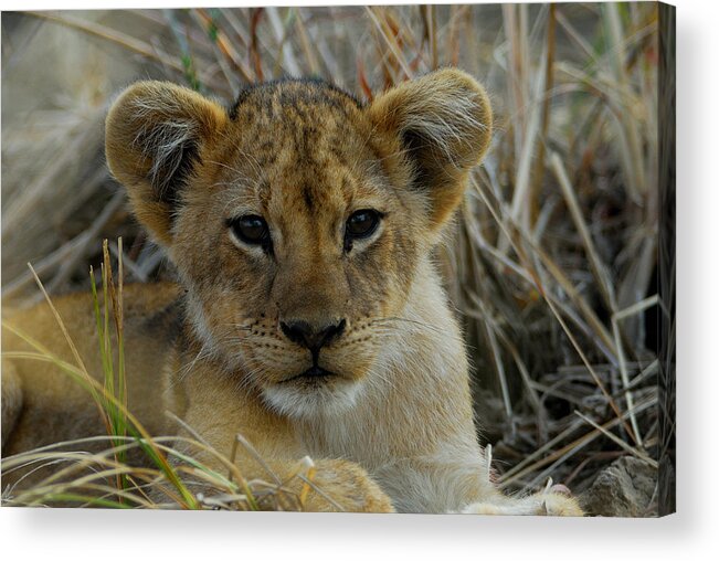 Lion Acrylic Print featuring the photograph Cub by Stefan Carpenter