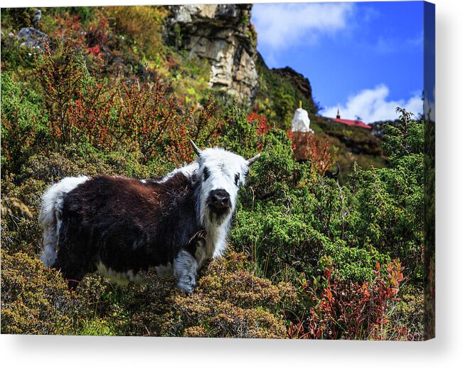 Animal Themes Acrylic Print featuring the photograph Cute Yak, Sagarmatha National Park by Feng Wei Photography