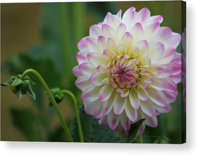 Dahlia Acrylic Print featuring the photograph Dahlia In The Mist by Jeanette C Landstrom