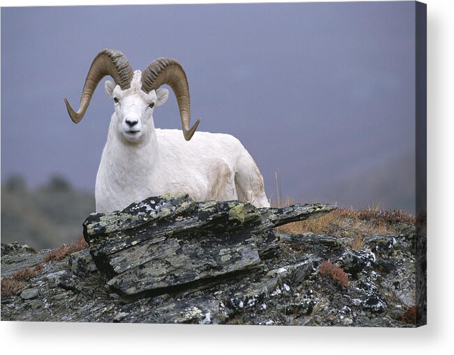 Feb0514 Acrylic Print featuring the photograph Dalls Sheep Ram Resting On Hillside by Michael Quinton