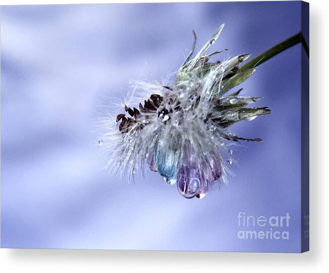 Dandelion Acrylic Print featuring the photograph Dandy Tears by Krissy Katsimbras