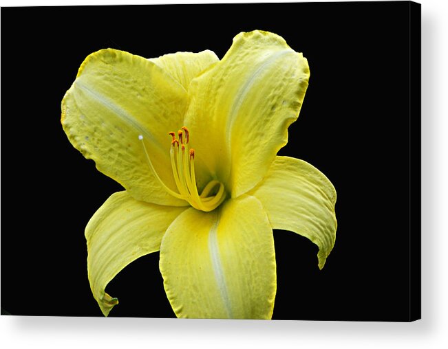 Plant Life Acrylic Print featuring the photograph Day Lily Pla 134 by Gordon Sarti