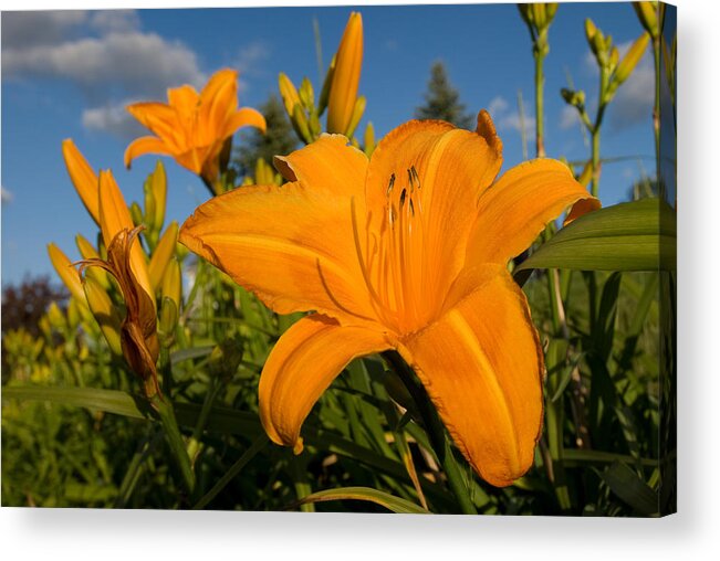Flower Acrylic Print featuring the photograph Day Lily Time by Paul Johnson