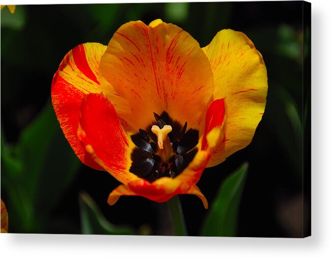 Tulips Acrylic Print featuring the photograph Daydream by John Schneider