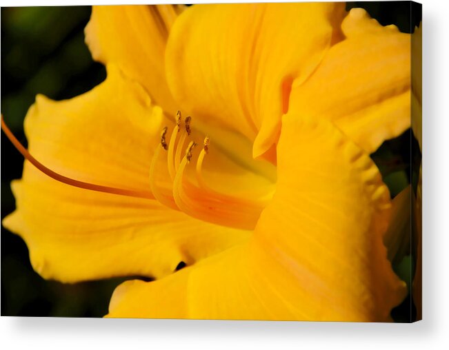 Daylily Acrylic Print featuring the photograph Daylily by Linda Segerson