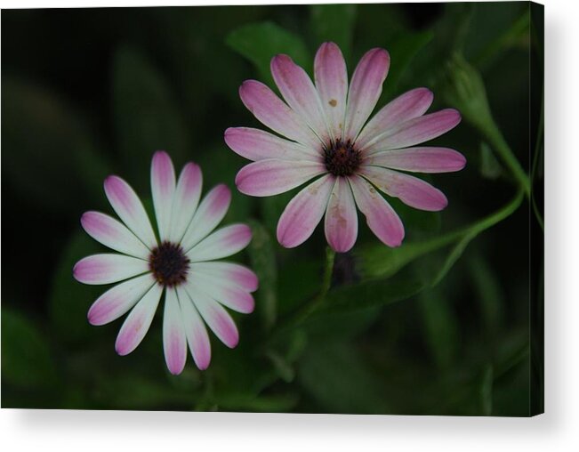 Flowers Acrylic Print featuring the photograph Dbg 041012-0110 by Tam Ryan