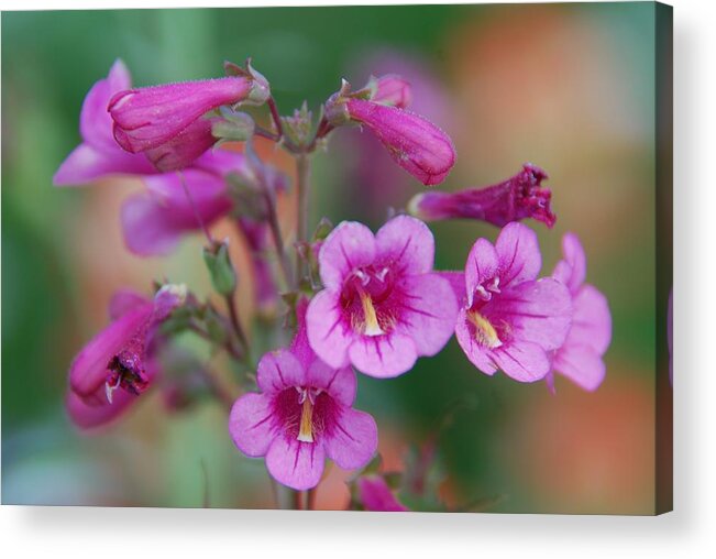 Flowers Acrylic Print featuring the photograph Pink Flowers by Tam Ryan